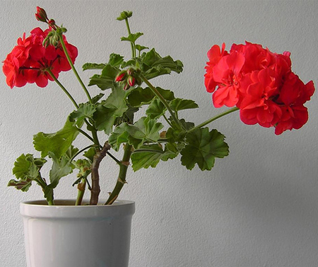 geranium
